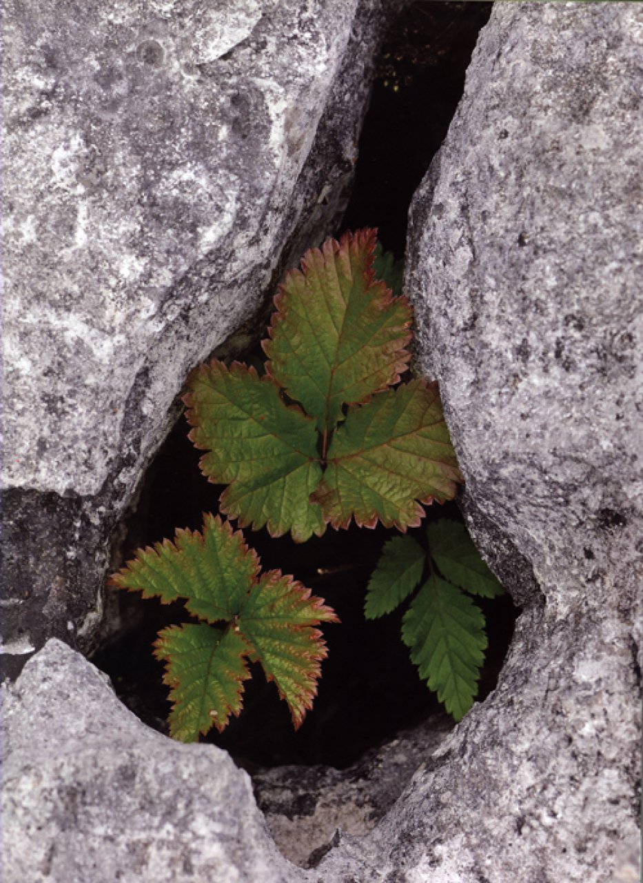 DIGITAL PLANT PHOTOGRAPHY 3