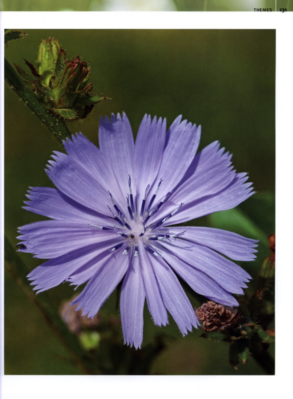 DIGITAL PLANT PHOTOGRAPHY 5