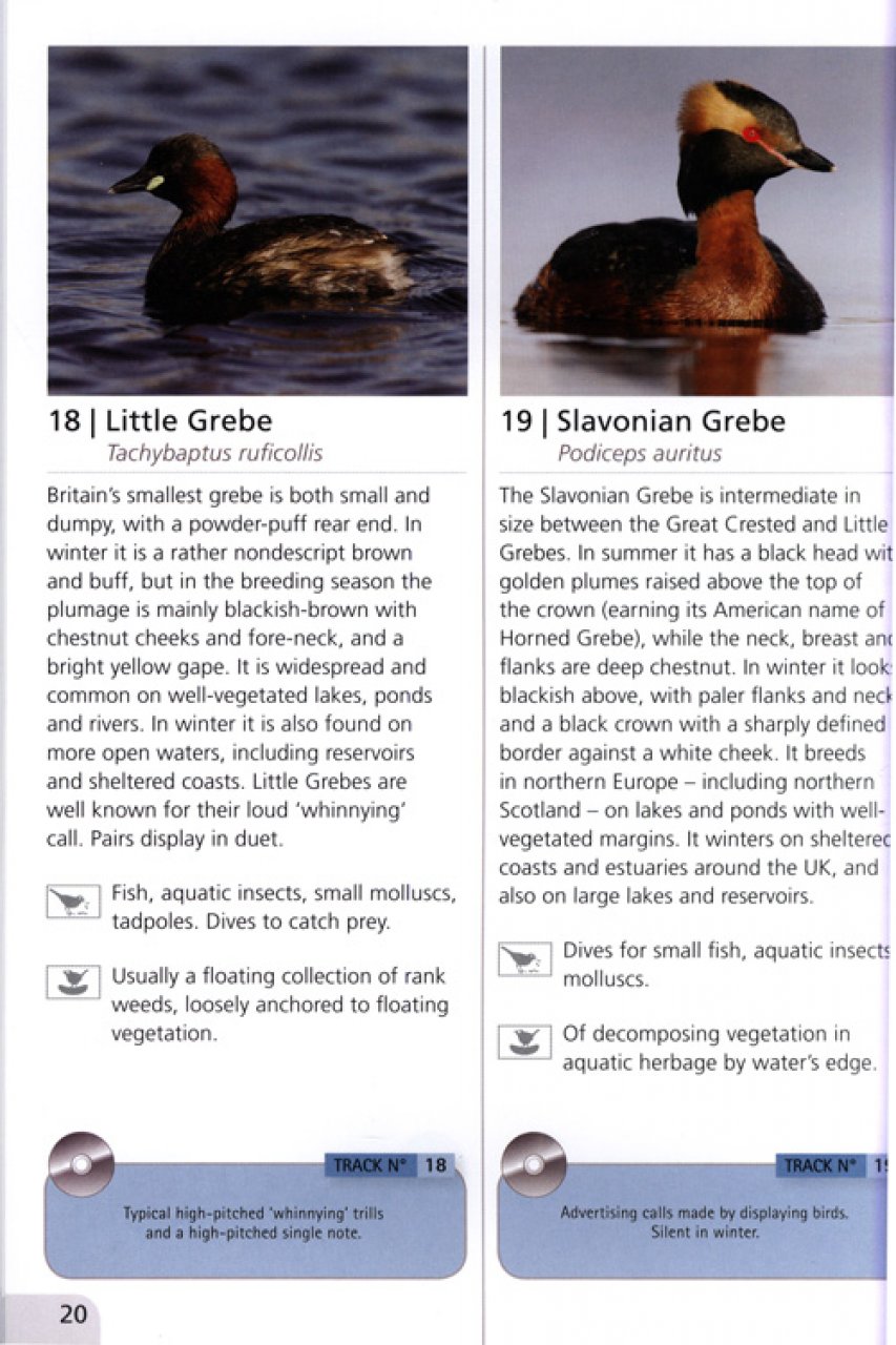 WETLAND BIRDS SONGS & CALLS 2