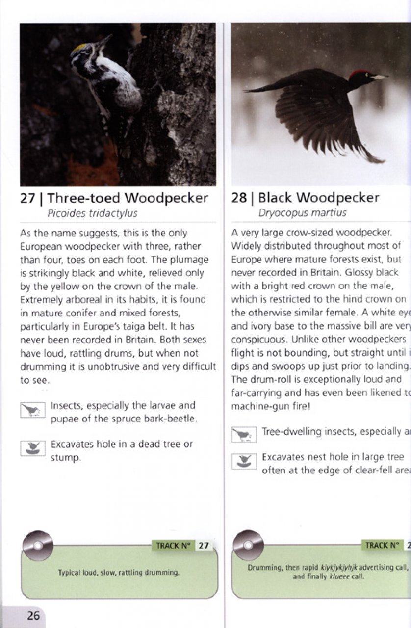 WOODLAND BIRD SONGS & CALLS 2