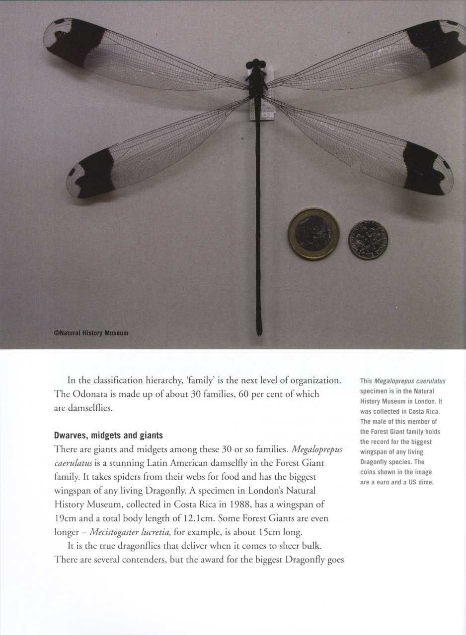 DRAGONFLY 2