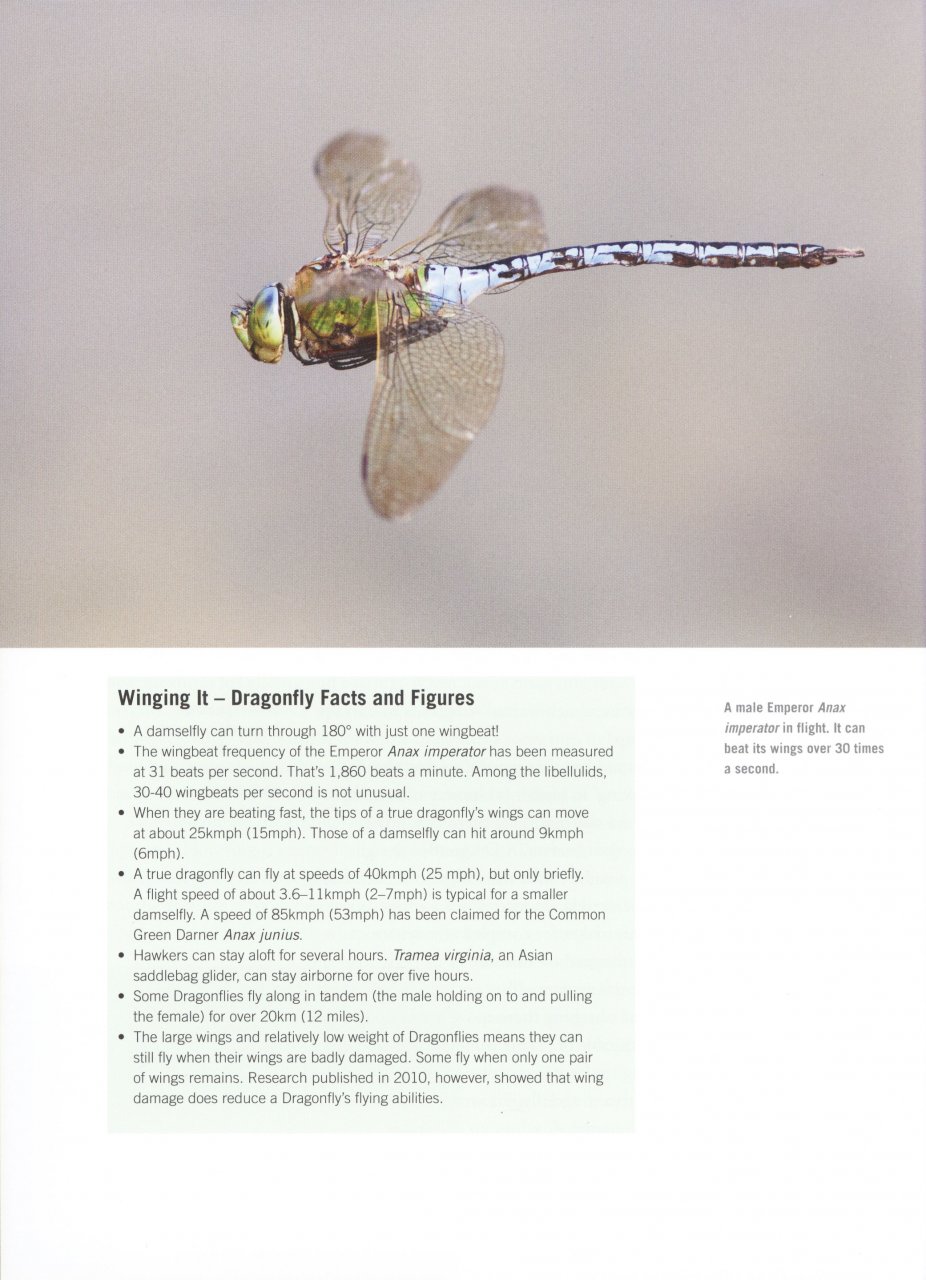 DRAGONFLY 3