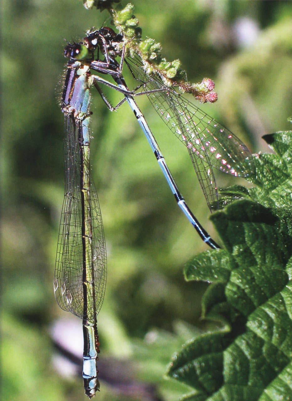 DRAGONFLY 4