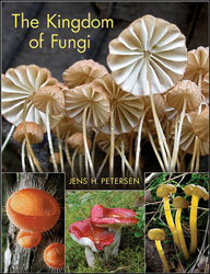 THE KINGDOM OF FUNGI 2