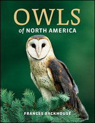 OWLS OF NORTH AMERICA. MYSTERIOUS, SILENT AND FEROCIOUS BIRDS OF PREY 1
