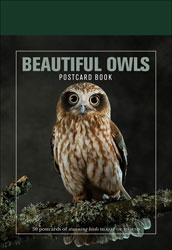 BEAUTIFUL OWLS. POSTCARD BOOK 1