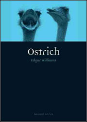 OSTRICH 1