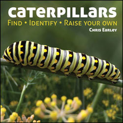CATERPILLARS. FIND. IDENTIFY. RAISE YOUR OWN 2