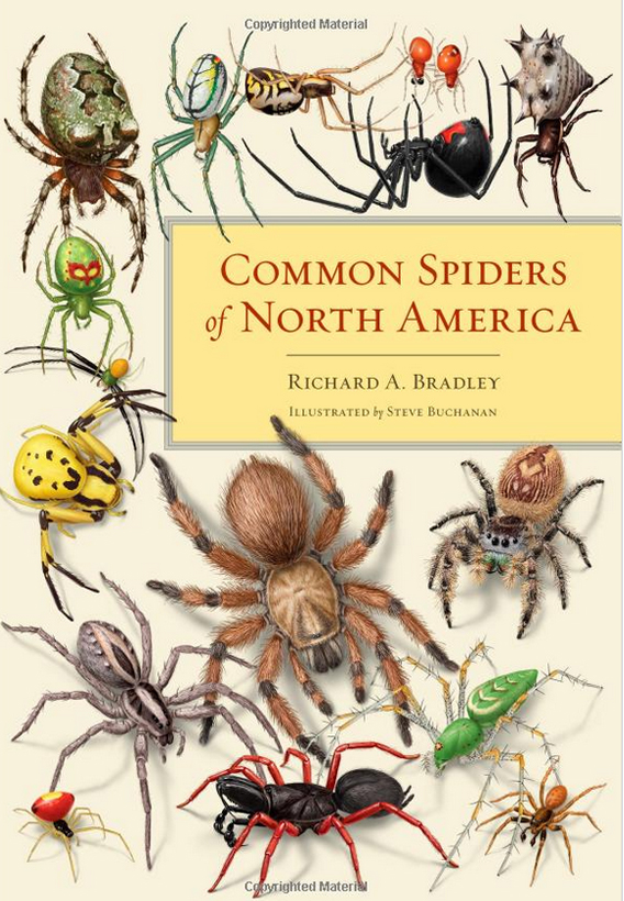 COMMON SPIDERS OF NORTH AMERICA
