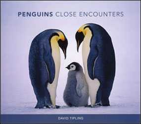 PENGUINS CLOSE ENCOUNTERS 1