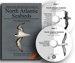MULTIMEDIA IDENTIFICATION GUIDE TO NORTH ATLANTIC SEABIRDS: PTERODROMA PETRELS 1
