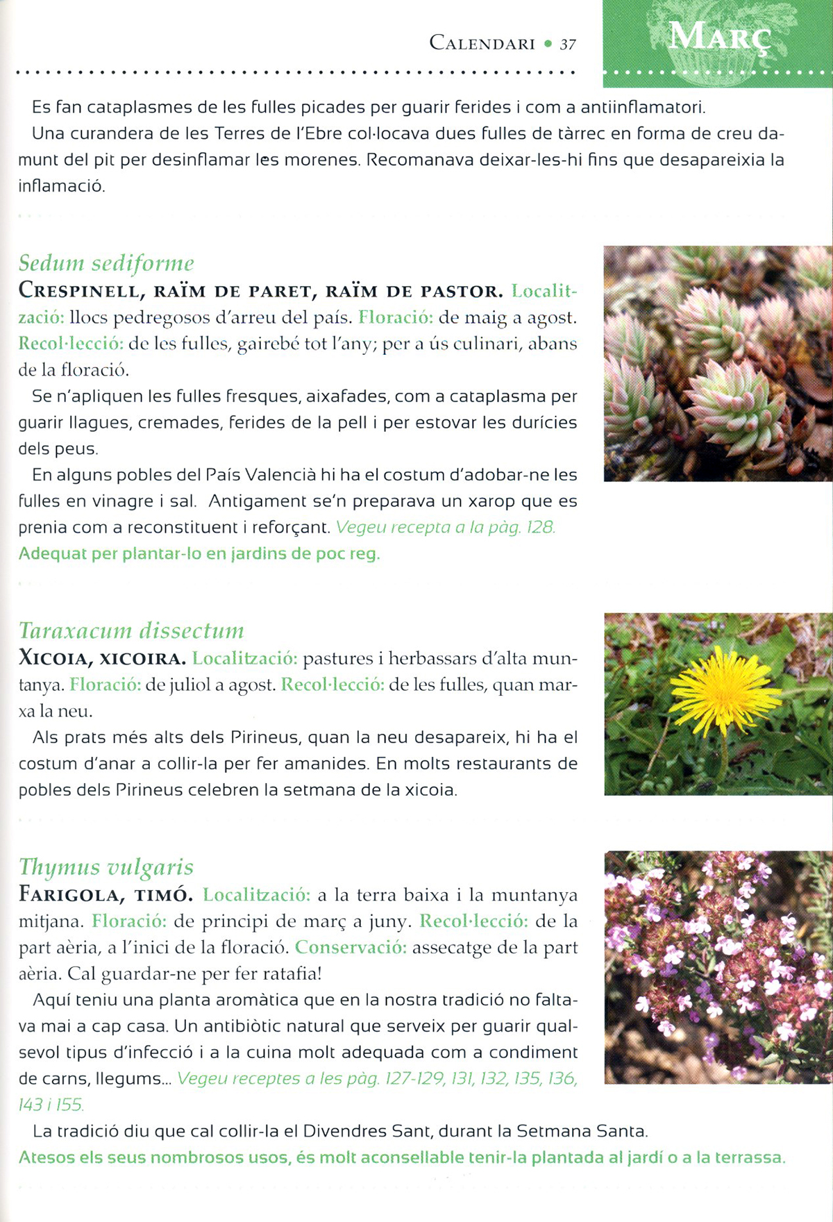 GUIA DEL RECOL·LECTOR. REMEIS I USOS DE LES NOSTRES PLANTES I BOLETS 2