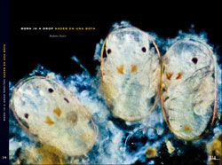 BORN IN A DROP/ NACER EN UNA GOTA 1
