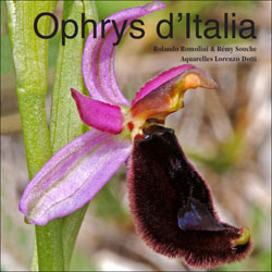 OPHRYS D'ITALIA 2