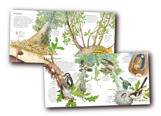 LA VIDA AL VOLTANT D'UN ARBRE 2