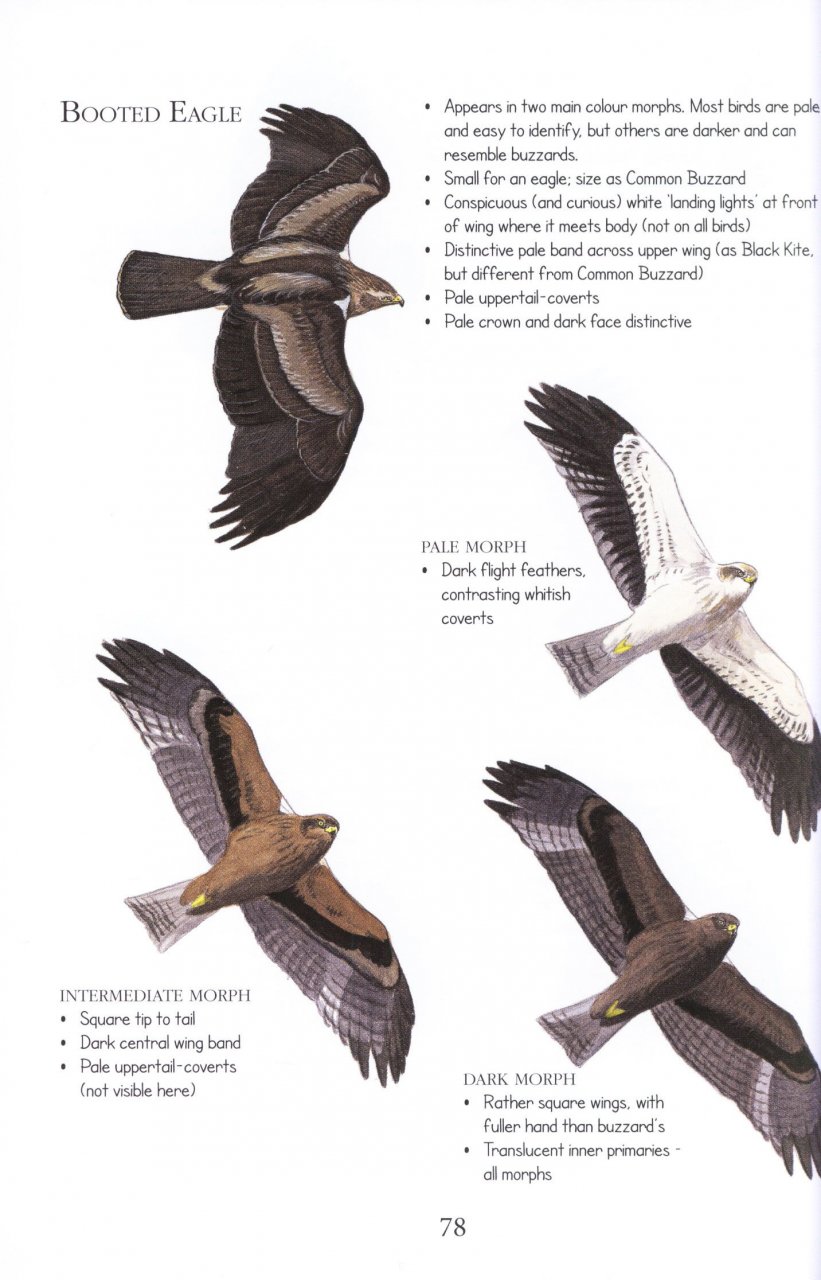 BIRDS ID INSIGHTS. IDENTIFYING THE MORE DIFFICULT BIRDS OF BRITAIN AND NORTH-WEST EUROPE 2