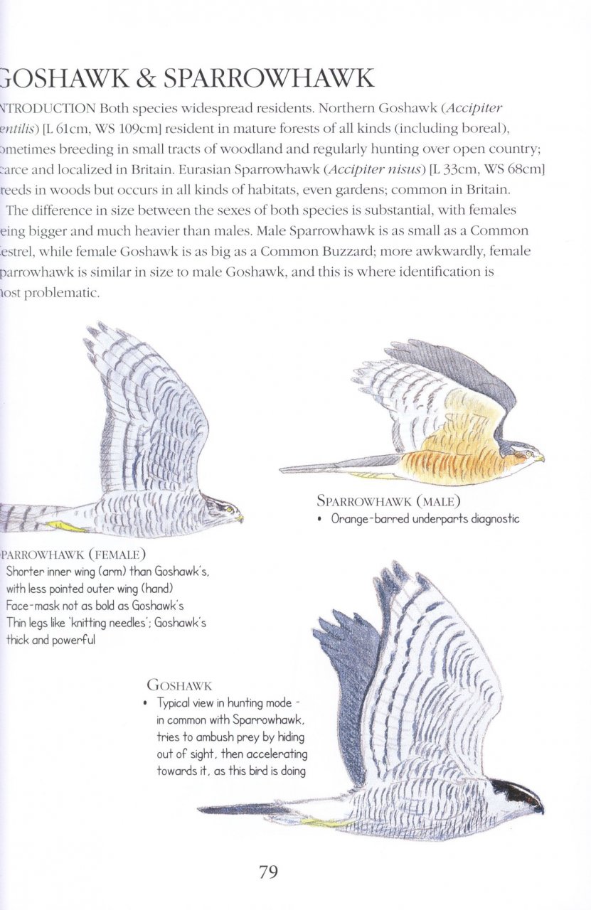 BIRDS ID INSIGHTS. IDENTIFYING THE MORE DIFFICULT BIRDS OF BRITAIN AND NORTH-WEST EUROPE 3