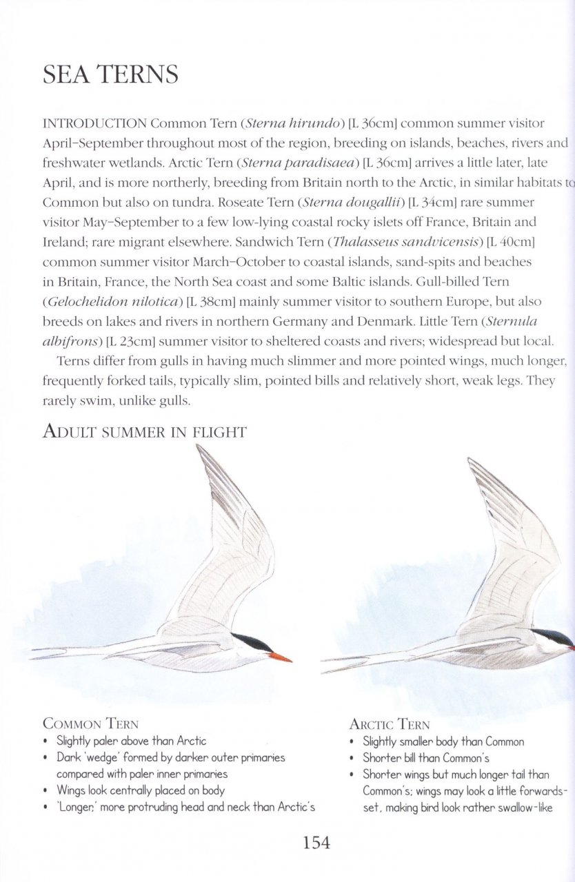 BIRDS ID INSIGHTS. IDENTIFYING THE MORE DIFFICULT BIRDS OF BRITAIN AND NORTH-WEST EUROPE 4