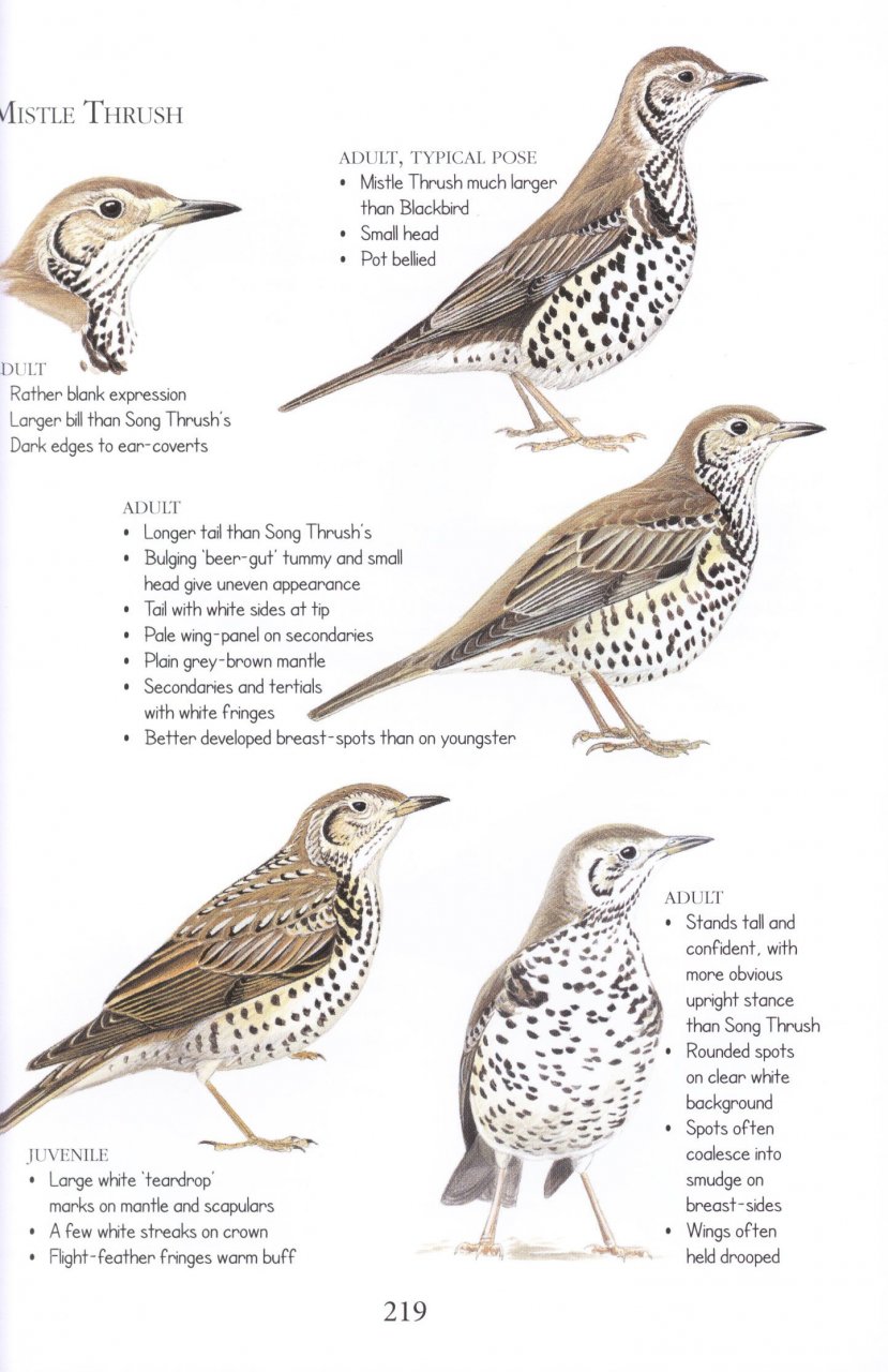 BIRDS ID INSIGHTS. IDENTIFYING THE MORE DIFFICULT BIRDS OF BRITAIN AND NORTH-WEST EUROPE 5
