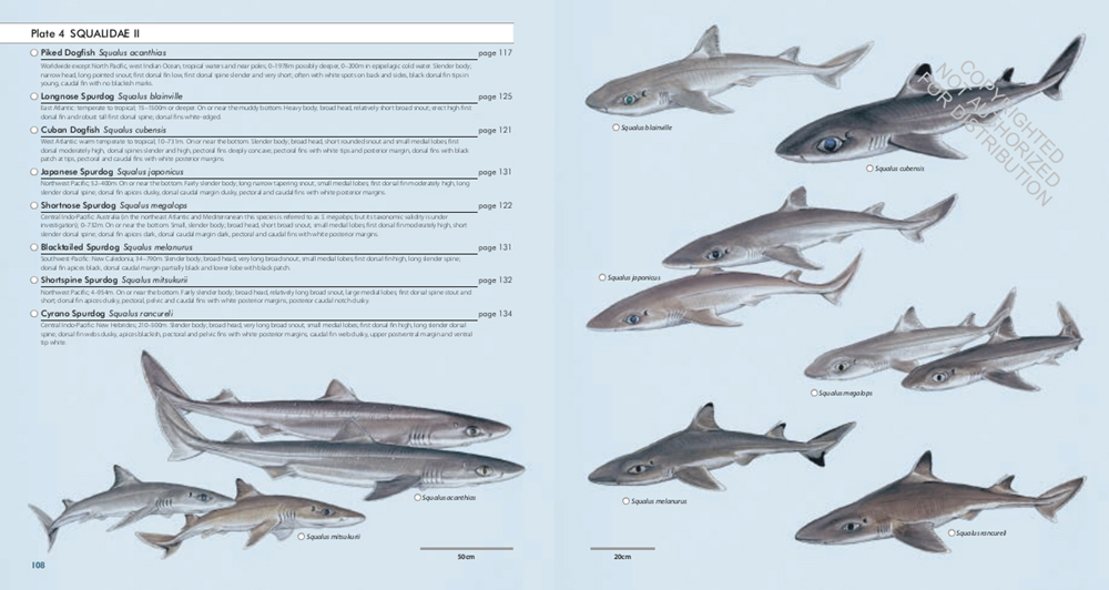 SHARKS OF THE WORLD. A COMPLETE GUIDE 2