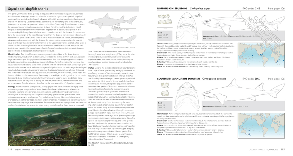 SHARKS OF THE WORLD. A COMPLETE GUIDE 3