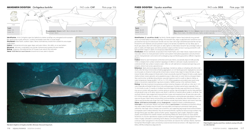 SHARKS OF THE WORLD. A COMPLETE GUIDE 4