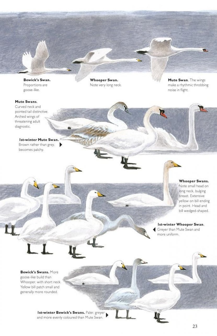 THE HELM GUIDE TO BIRD IDENTIFICATION. AN IN-DEPTH LOOK AT THE CONFUSION SPECIES 2