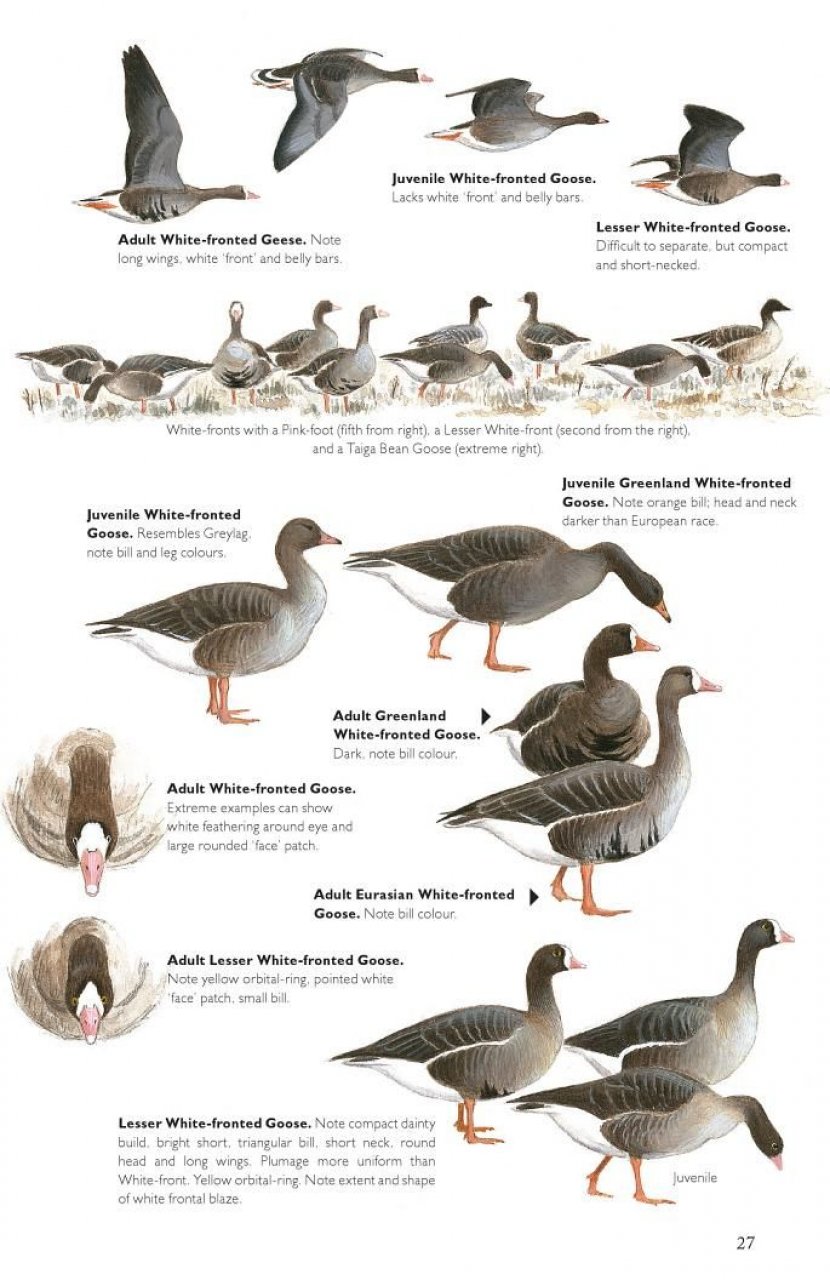 THE HELM GUIDE TO BIRD IDENTIFICATION. AN IN-DEPTH LOOK AT THE CONFUSION SPECIES 3