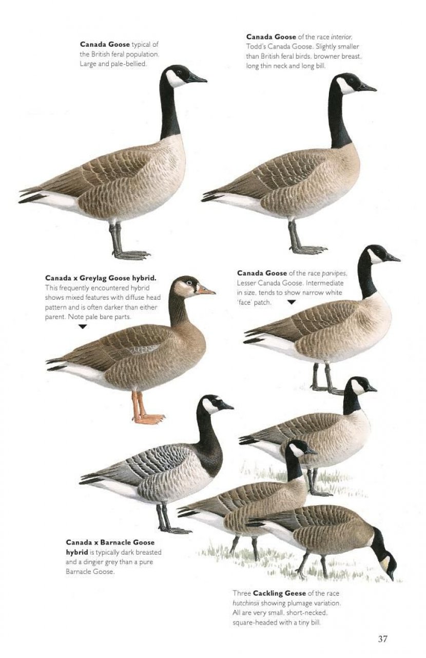 THE HELM GUIDE TO BIRD IDENTIFICATION. AN IN-DEPTH LOOK AT THE CONFUSION SPECIES 4