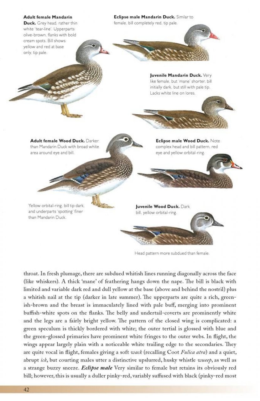 THE HELM GUIDE TO BIRD IDENTIFICATION. AN IN-DEPTH LOOK AT THE CONFUSION SPECIES 5