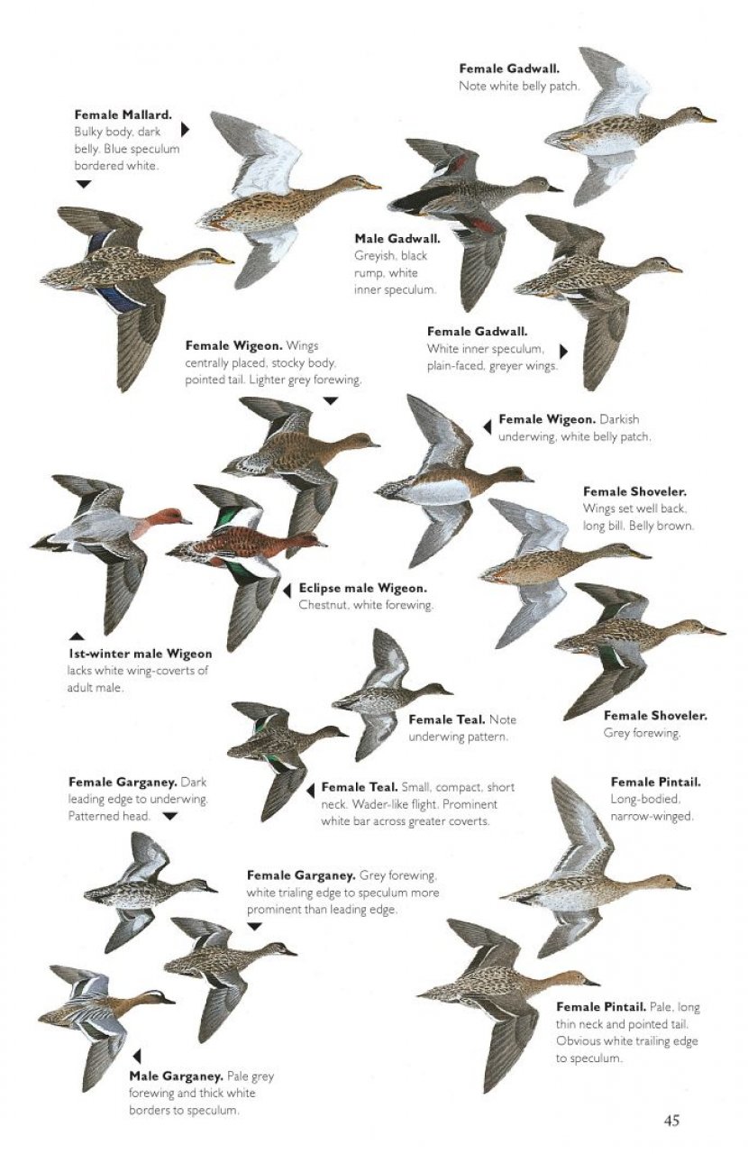 THE HELM GUIDE TO BIRD IDENTIFICATION. AN IN-DEPTH LOOK AT THE CONFUSION SPECIES 6