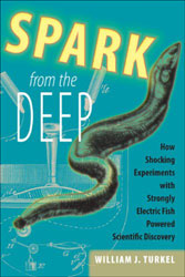 SPARK FROM THE DEEP 1