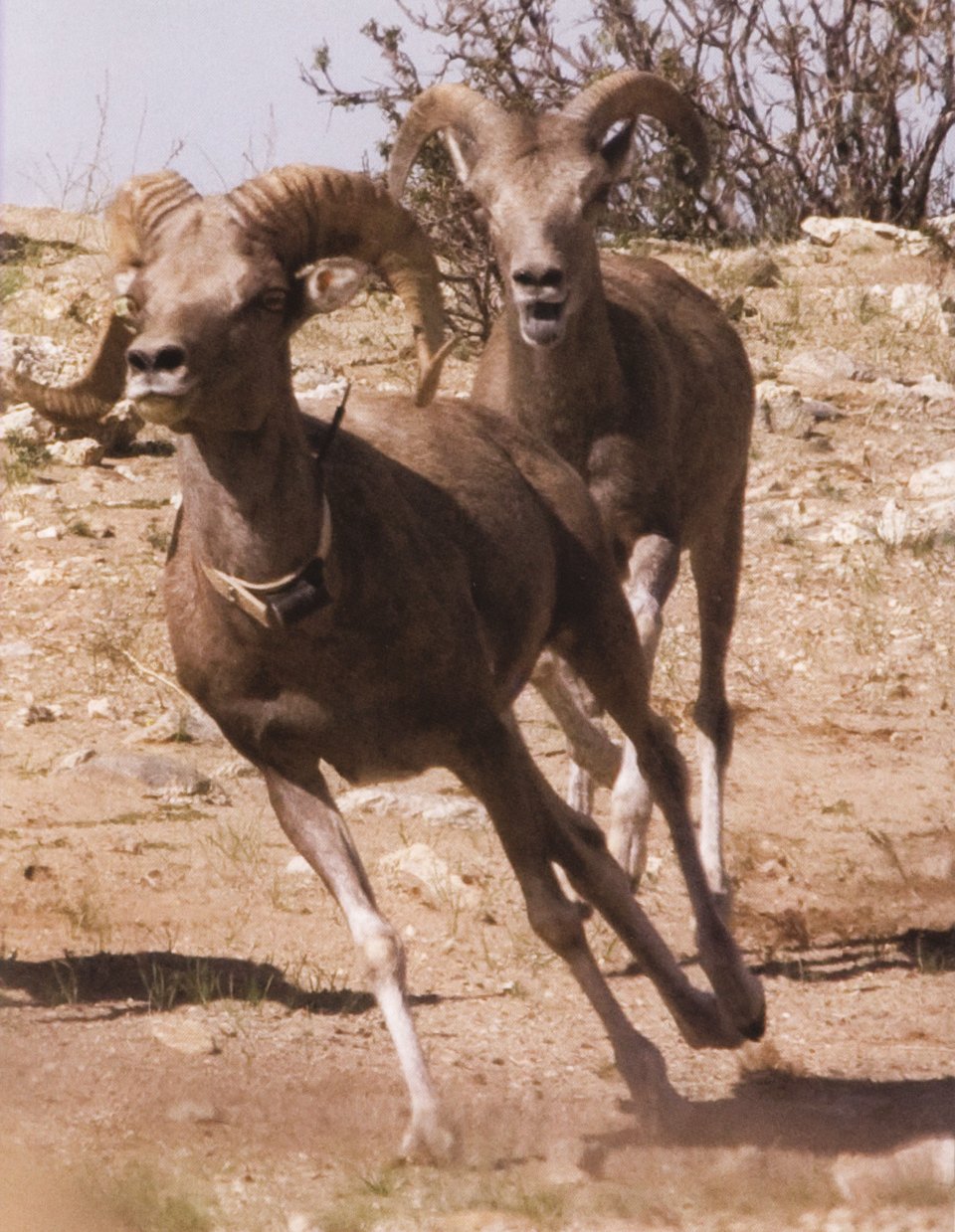 GOING, GOING, GONE. 100 ANIMALS AND PLANTS ON THE VERGE OF EXTINCTION 3