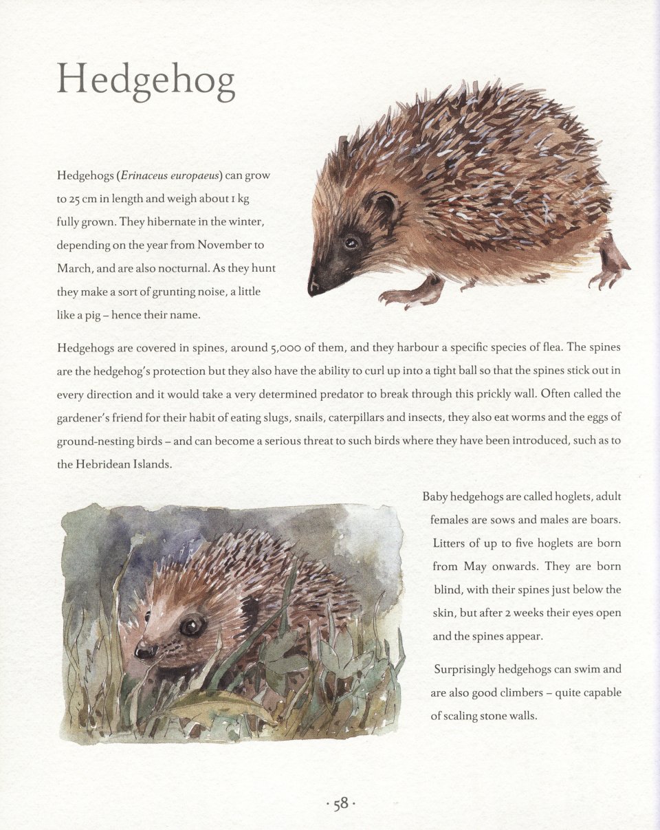 AN ILLUSTRATED COUNTRY YEAR. NATURE UNCOVERED MONTH BY MONTH 2