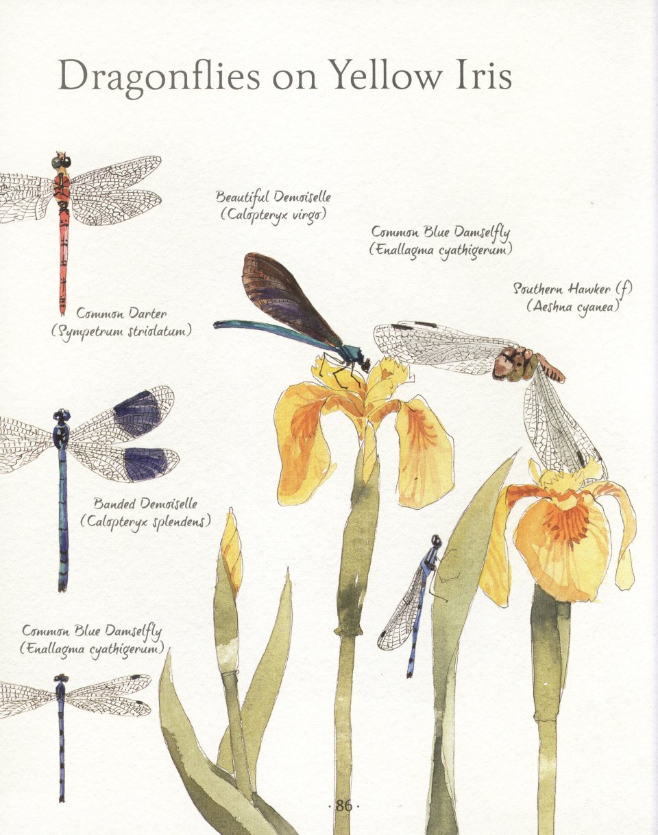 AN ILLUSTRATED COUNTRY YEAR. NATURE UNCOVERED MONTH BY MONTH 3