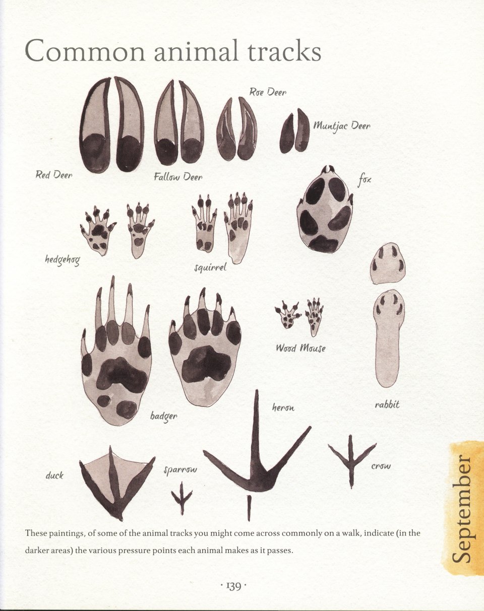 AN ILLUSTRATED COUNTRY YEAR. NATURE UNCOVERED MONTH BY MONTH 5