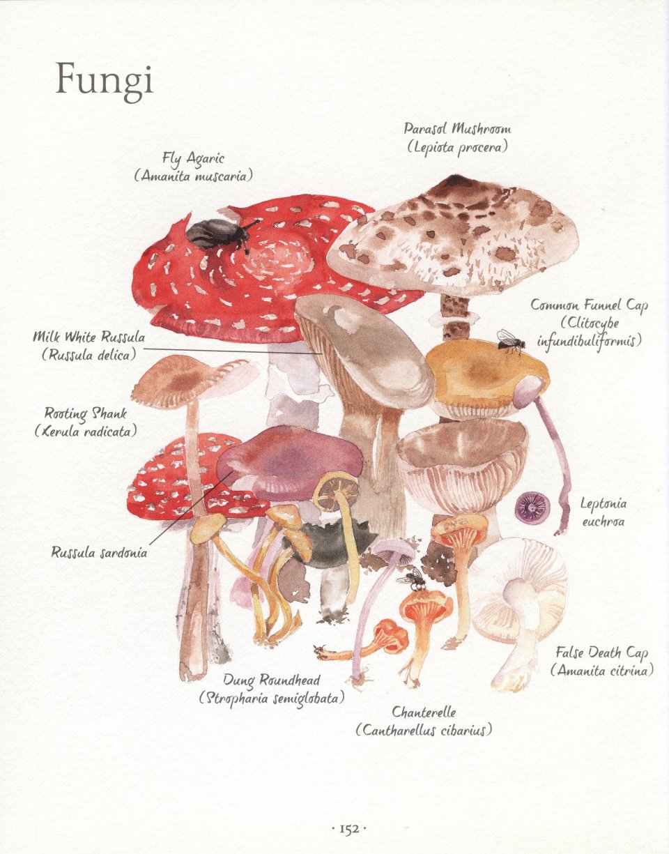 AN ILLUSTRATED COUNTRY YEAR. NATURE UNCOVERED MONTH BY MONTH 6