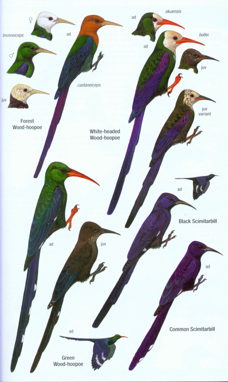 HELM FIELD GUIDES. BIRDS OF WESTERN AFRICA. 2ND ED. 4