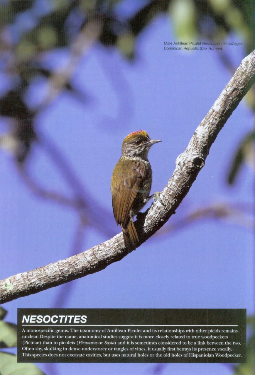 HELM PHOTOGRAPHIC GUIDES. WOODPECKERS OF THE WORLD 2