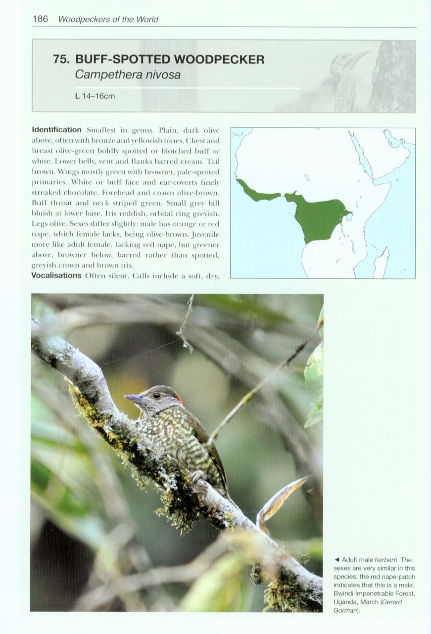 HELM PHOTOGRAPHIC GUIDES. WOODPECKERS OF THE WORLD 3