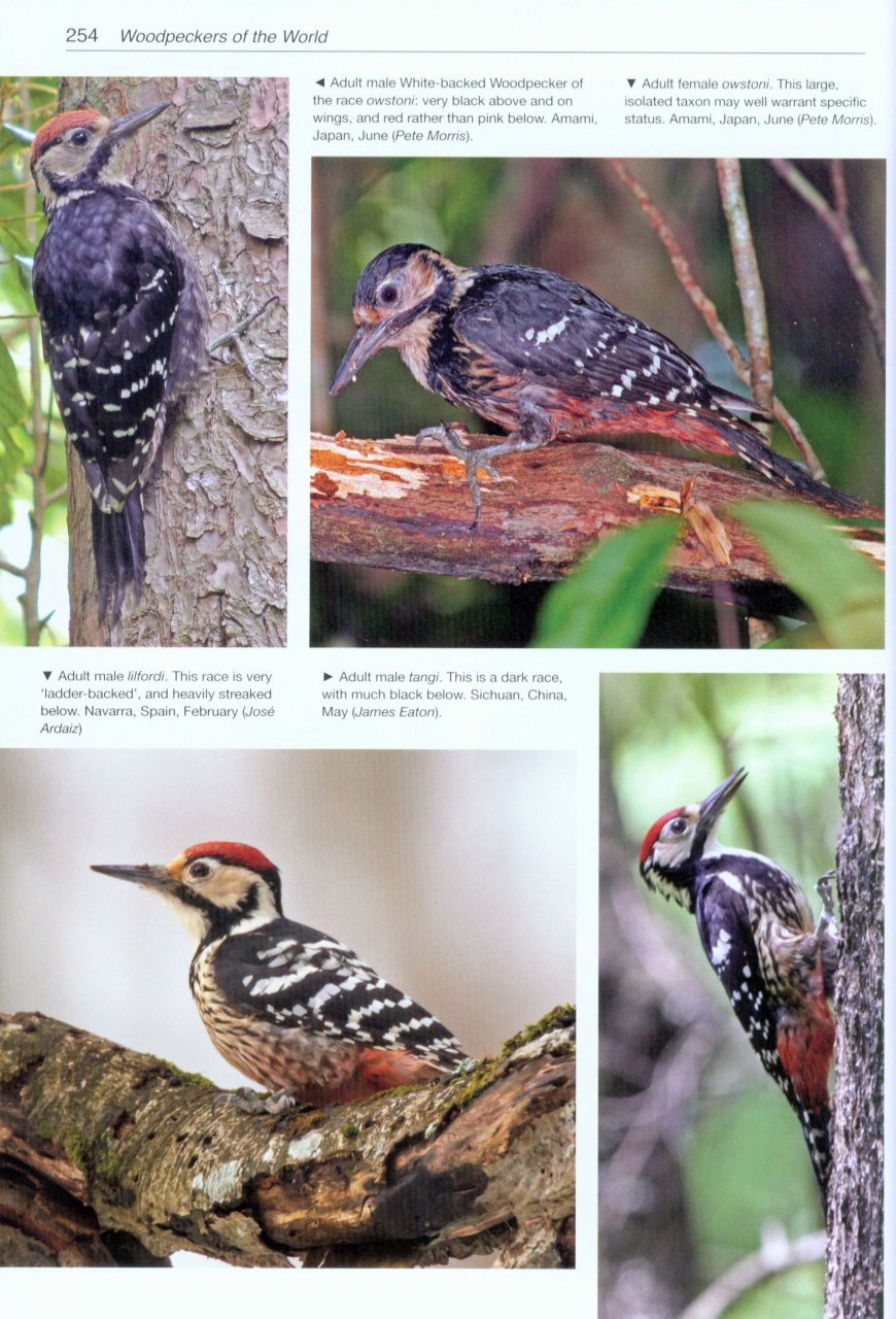 HELM PHOTOGRAPHIC GUIDES. WOODPECKERS OF THE WORLD 4