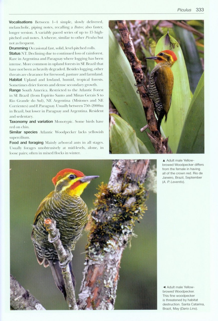 HELM PHOTOGRAPHIC GUIDES. WOODPECKERS OF THE WORLD 5