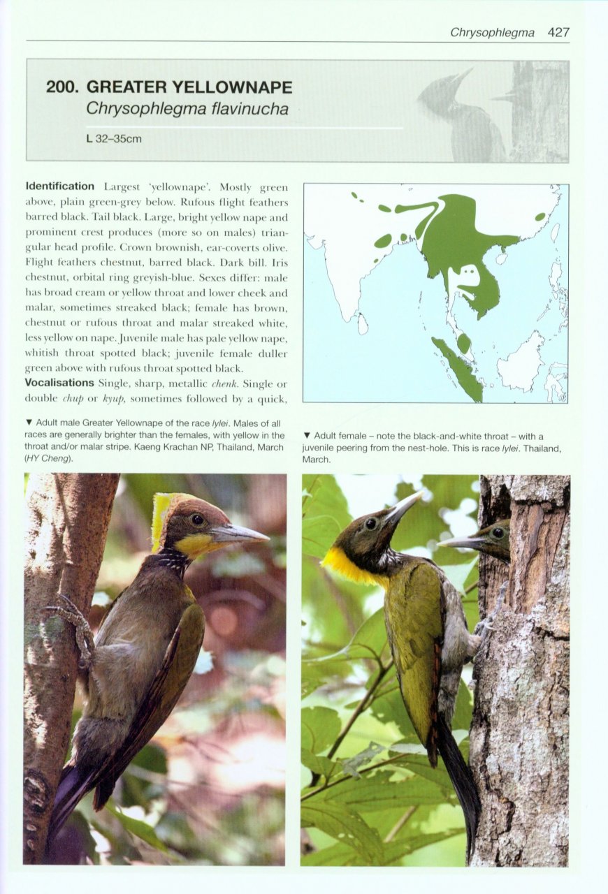 HELM PHOTOGRAPHIC GUIDES. WOODPECKERS OF THE WORLD 6
