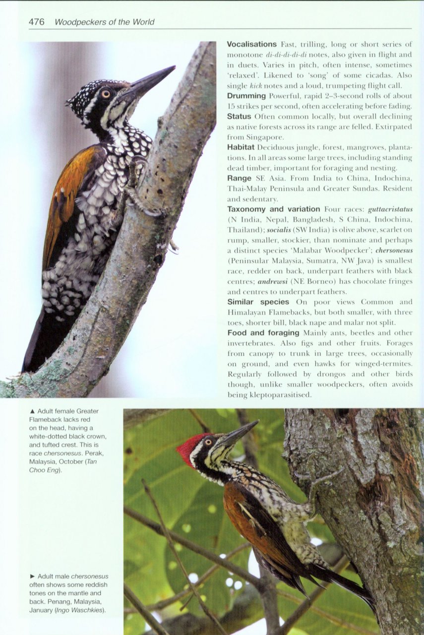 HELM PHOTOGRAPHIC GUIDES. WOODPECKERS OF THE WORLD 7