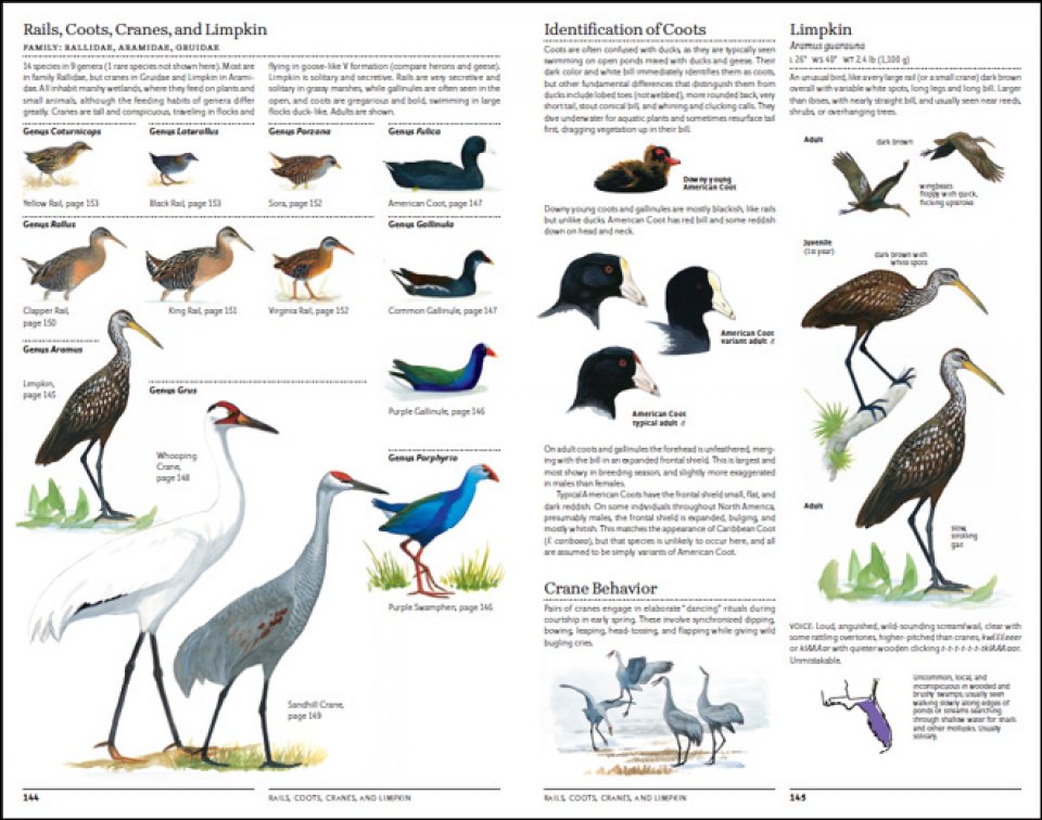 THE SIBLEY GUIDE TO BIRDS. 2ND EDITION 6