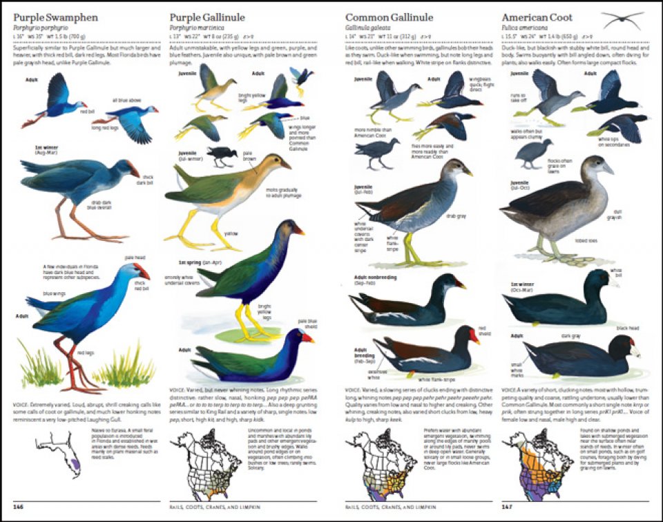 THE SIBLEY GUIDE TO BIRDS. 2ND EDITION 2