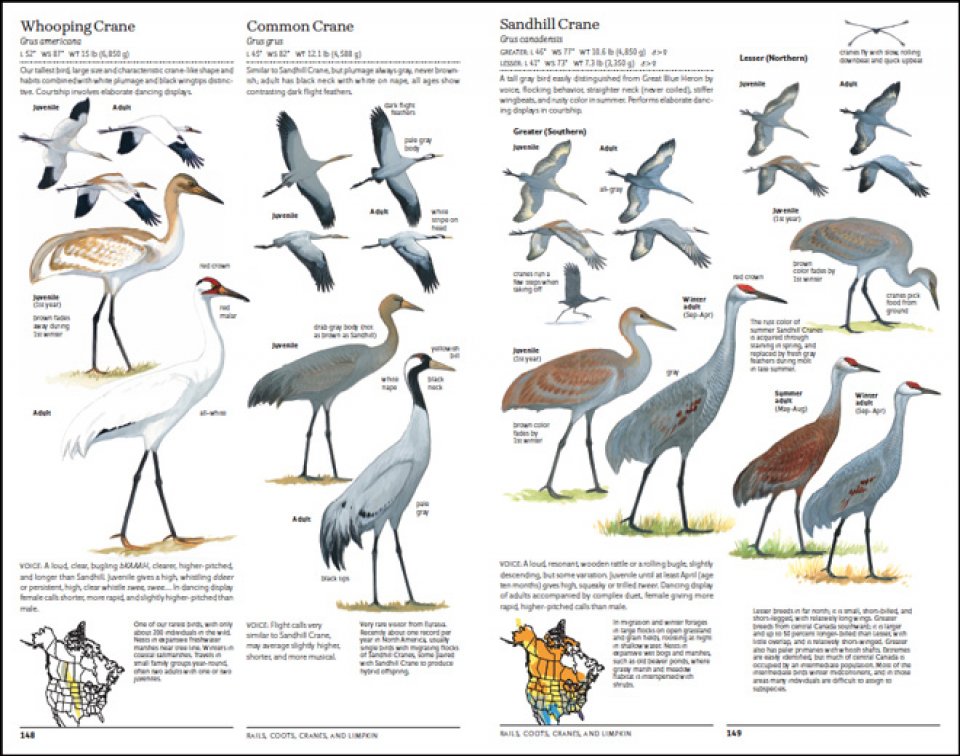 THE SIBLEY GUIDE TO BIRDS. 2ND EDITION 3