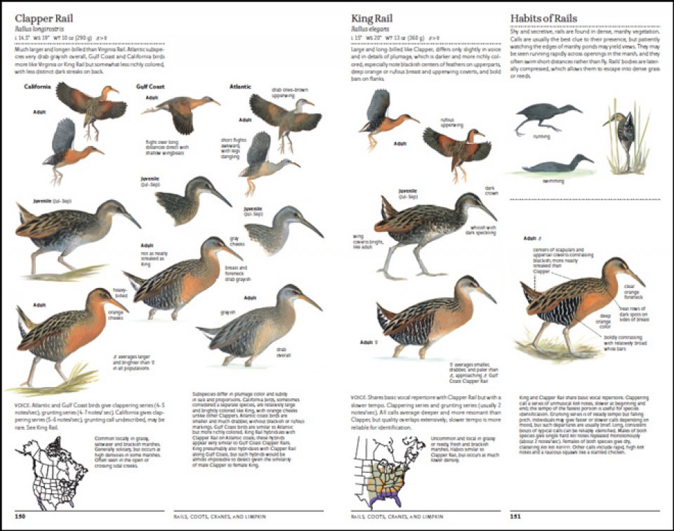 THE SIBLEY GUIDE TO BIRDS. 2ND EDITION 4