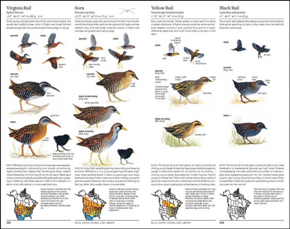 THE SIBLEY GUIDE TO BIRDS. 2ND EDITION 5