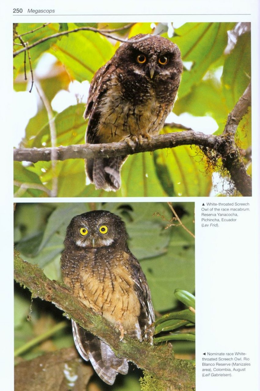 OWLS OF THE WORLD. A PHOTOGRAPHIC GUIDE 3
